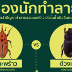 ด้วงมะพร้าวและด้วงแรด